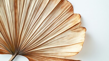 a dried palm leaf in warm beige and earthy brown tones, positioned diagonally on a white background the leaf's structure is fanned out, showcasing the delicate ribbing and fine lines that run from