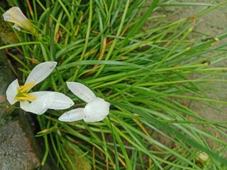 snowdrops in the snow