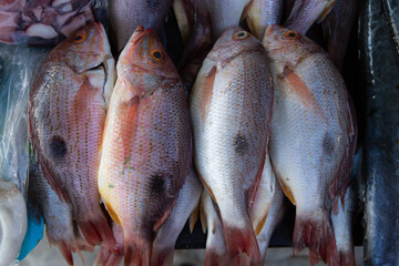 Fresh Red Snapper on Ice at Seafood Market, seafood concept