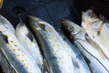 Spotted tropical fish arranged on dark surface at seafood market, fish concept
