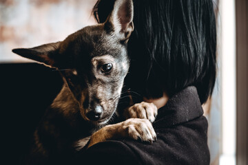 Sad dog is in a volunteer helping hands. An adoption of rescue animal. A lonely lost doggy hugs a...