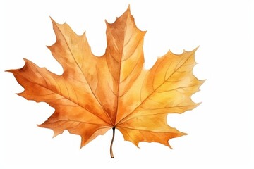 Fototapeta premium Maple leaves autumn plant.