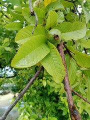 green leaves on a tree