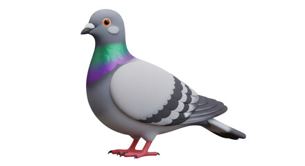 Isolated Pigeon