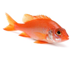 Fototapeta premium Single orange fish on white background