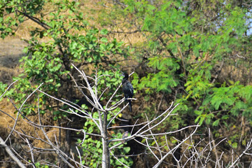 Indian Cormorant Bird Standing on Branch Over Water, Wildlife Photography, Nature Stock Image