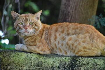 Close-up of a Wild Tomcat in Natural Habitat, Wildlife Photography, Animal Portrait Stock Photo...