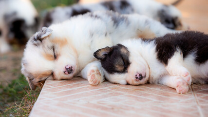 Fototapeta premium Two cute sleeping Australian Shepherd puppies snuggled together