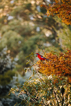 Rosella perched on autumn foliage in the bush