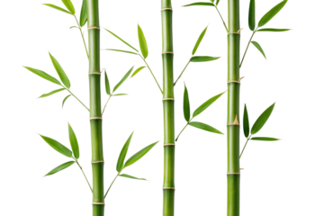 Green bamboo stalks with segmented nodes and elongated leaves arranged in natural botanical display pattern, isolated on a transparent background