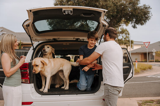 Two dogs loaded into the car boot with boy