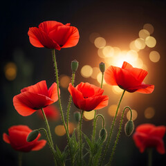 Obraz premium Vibrant Red Poppies Blooming in the Soft Glow of Sunset Light