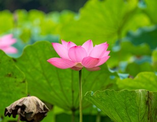 Fototapeta premium Pink lotus flower in a pond