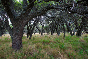 Calden forest environment landscape, La Pampa province, Patagonia, Argentina.
