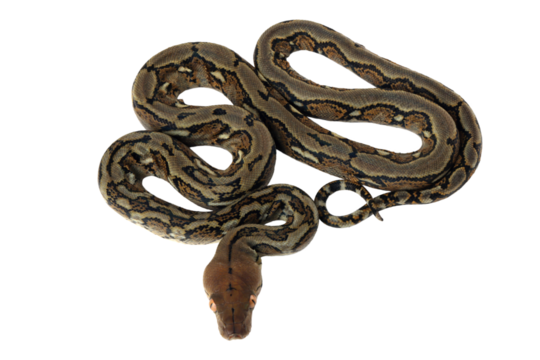 Pythonidae snake snake closeup on isolated background, Indonesian snake, Pythonidae snake closeup