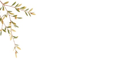 Obraz premium Elegant peace stock design featuring golden olive wreath on soft blue gradient with blank copy area