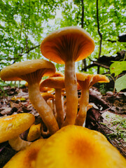 mushrooms in the forest