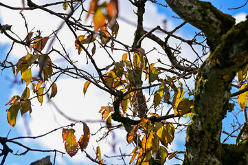 Close-up of trees in the autumn. Red leaves and bare tree. Autumn tree, colorful trees. Nature and landscape concept. Tree background.