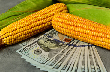 Dollars and corn grains, Concept of grain trade and agricultural business.