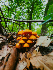 orange cap boletus