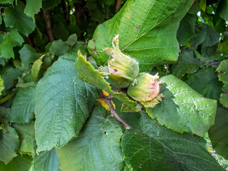 Clusters of unripe green hazelnuts and lush leaves growing on a tree branch in a summer garden.Concept of organic farming and a future autumn harvest.Branch of a common hazel treeб, Corylus avellana