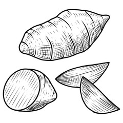Sweet potato vector line art hand drawn illustration