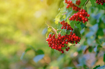 Branch with ripe red berries and green leaves. Blurred yellow green background. Early autumn concept.
