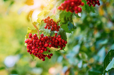 Branch with ripe red berries and green leaves. Blurred yellow green background. Early autumn concept.