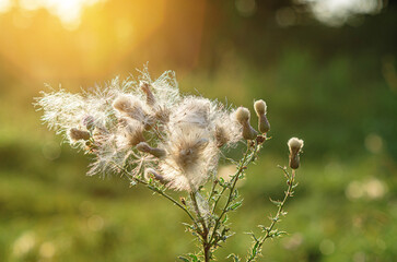 Fluffy umbrellas of dry thistle inflorescences in meadow. Blurred backdrop. Autumn thistle landscape