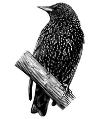 European starling. Hand drawn illustration. Isolated bird species in detailed engraving style, hatching and line art. Decorative for animal, zoo and web. 