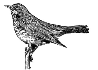 Thrush fieldfare on a brach. Hand drawn illustration. Isolated bird species in detailed engraving style, hatching and line art. Decorative for animal, zoo and web. 