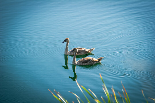 Two juvenile swans with mottled plumage swim peacefully through a clear, blue lake surrounded by reeds.