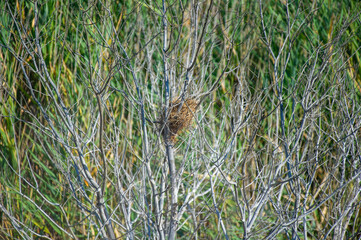 A bird’s nest rests securely in the branches of a leafless tree, framed by tall green reeds in a...