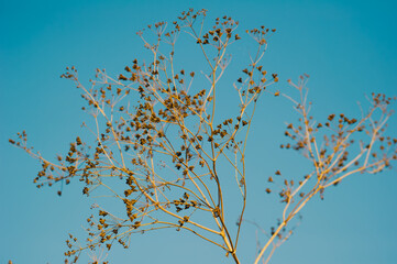 Golden-brown dried stems weave delicately against a vivid blue sky in a minimalist botanical portrait.