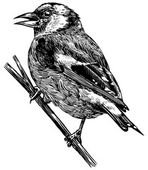 Black headed European Goldfinch. Hand drawn illustration. Isolated bird species in detailed engraving style, hatching and line art. Decorative for animal, zoo and web. 