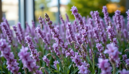 Naklejka premium Lavender Flower Cluster Bright Garden Scene