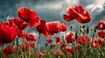 Obraz premium Vibrant red poppies blooming under a dramatic, cloud-filled sky.