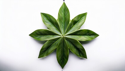 a vibrant six pointed star made of lush green leaves