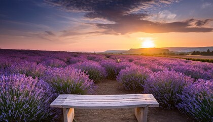 wooden bench surrounded by blooming lavender fields during sunset in a tranquil rural setting