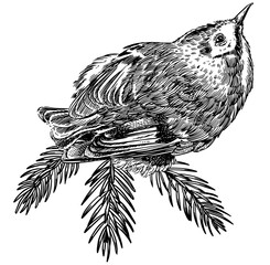 Goldcrest hand drawn illustration. Isolated bird species in detailed engraving style, hatching and line art. Decorative for animal, zoo and web. 