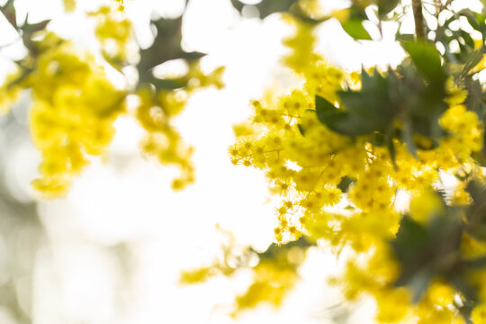 blossoms of golden wattle in the morning sunlight close up