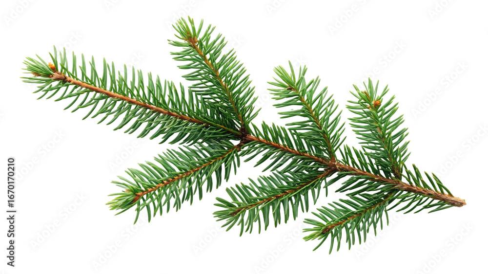 Poster branch of pine fir tree collection png isolated on transparent background isolated on white backgrou