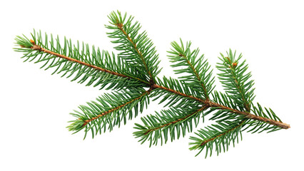 branch of pine fir tree collection png isolated on transparent background isolated on white background