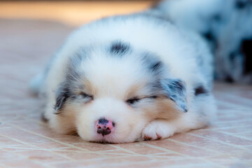 Adorable sleeping Australian Shepherd puppy with spotted fur. Close up view