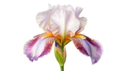 iris flower watercolor illustration isolated on transparent background isolated on white background