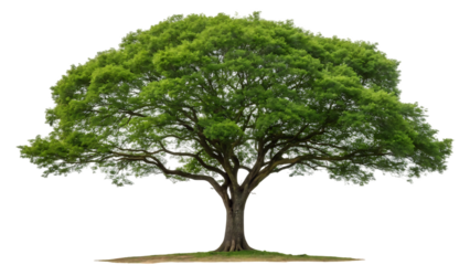 isolated single tree with clipping path and alpha channel on a white picture background. big tree large image is easy to use and suitable for all types of art work and print. isolated on white