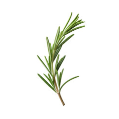 Fototapeta premium A single vibrant, fresh rosemary sprig with delicate deep green needle-like leaves and a woody stem, isolated on a seamless transparent background with subtle shadows, concept of natural freshness