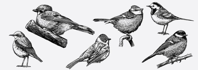 Hand drawn set with birds, jay, blue tit, wagtail different species from European and Russian forests, engraving, hatching style done with ink pen. Flying and sitting for decoration and toile de juoy.