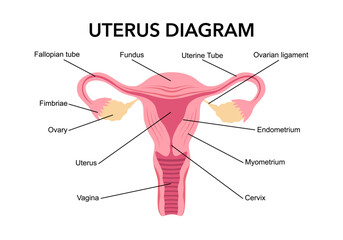 Uterus. Women Health. Female reproductive system, cycle. Human anatomy. Diagram of the location of the organs of the uterus, cervix, ovaries, fallopian tubes. Vector illustration in flat style.
