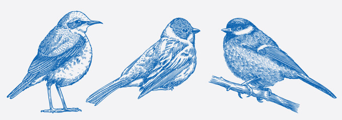 Set of European forest and garden birds. Big Tit, Wheatear, Reed Bunting. Engraved, hand drawn style, line art, hatching technique for wallpaper patterns and birdwatching. 